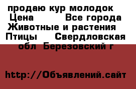 продаю кур молодок. › Цена ­ 320 - Все города Животные и растения » Птицы   . Свердловская обл.,Березовский г.